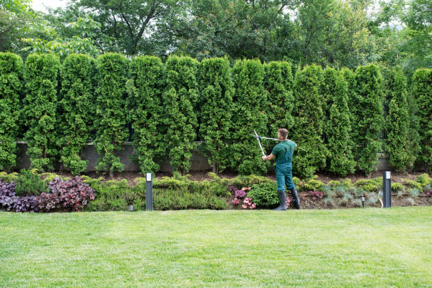 Professional Tree Services in Elkridge, MD